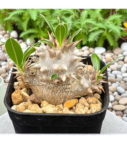 パキポディウム デンシカウレ　大株　実生　8年　種取り用 Amazon｜【種子】パキポディウム・デンシカウレ 恵比寿大黒 自家2024